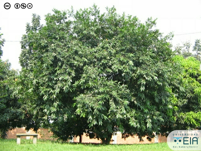 Árbol de Manzana rosa